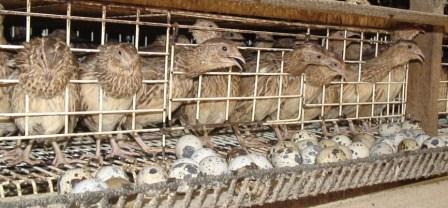 list.67Quail-Farming.jpg