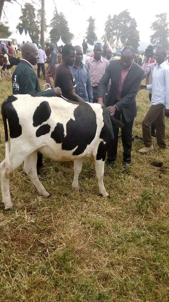 okoth_cows_2.jpg