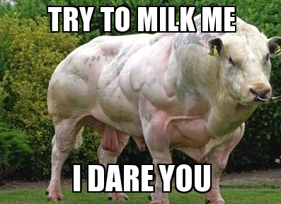 roid-cow.png