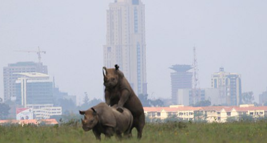 Ezekiel Mutua finally reacts after KWS posted ‘immoral’ photo of two Rhinos making babies