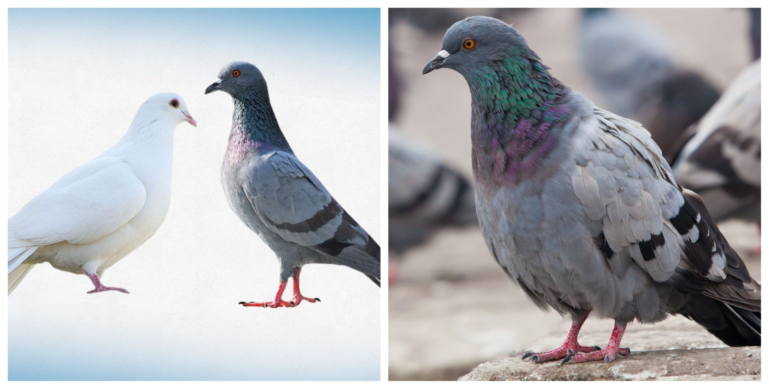 The story of an astute neighbor who used doves and pigeons to serve life-transforming lessons