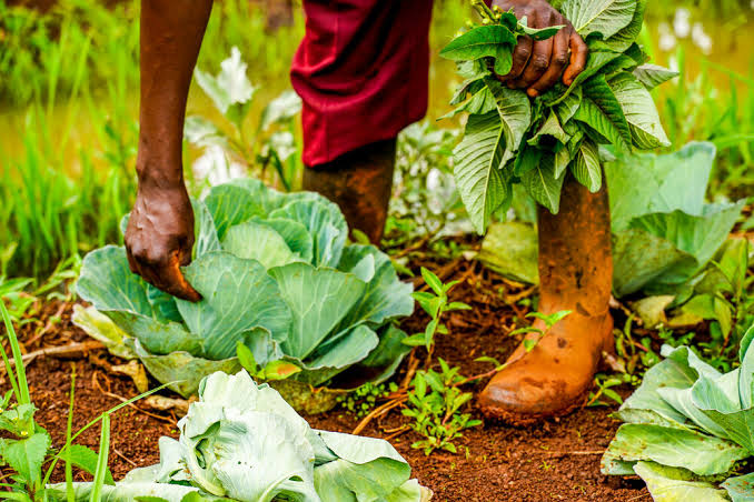 Co-op Bank teams up with eco.business Fund to finance sustainable agriculture in Kenya