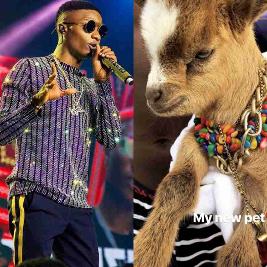 Wizkid's New Pet